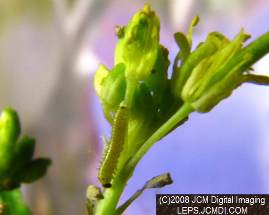 A nearly mature first instar Sara Orange-Tip butterfly larva on mustard host.